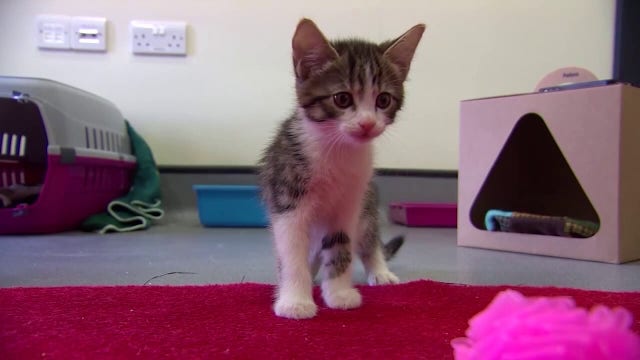 Florida cat declawing ban: Lawmaker plans to revive bill for 2027 session