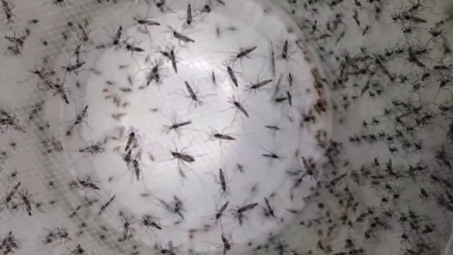 Dengue fever Hillsborough County: Two local cases prompt mosquito treatments