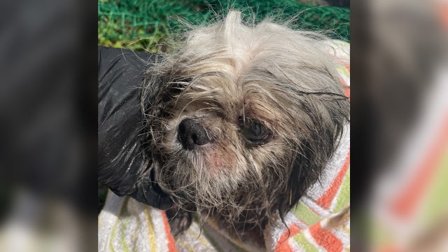 Dog stuck in Tampa storm drain rescued, recovering from health issues, Hillsborough officials say