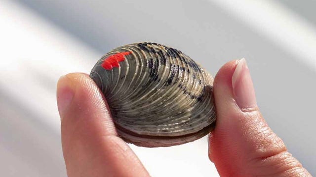 FGCU researchers using 1,500 clams and pink nail polish to help restore coastal ecosystems