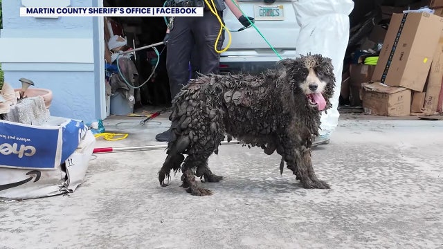 20 border collies rescued from ‘deplorable’ conditions in Florida home: MCSO
