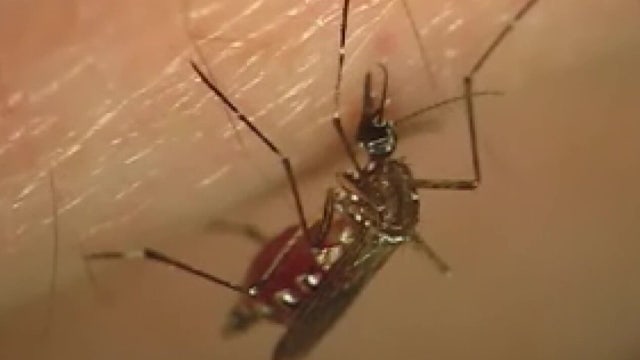 Dengue fever: 10 locally-acquired cases reported in Tampa Bay
