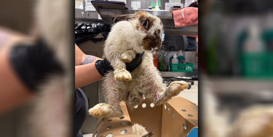 Abandoned rabbits: 22 rescued from Plant City park | FOX 13 Tampa Bay