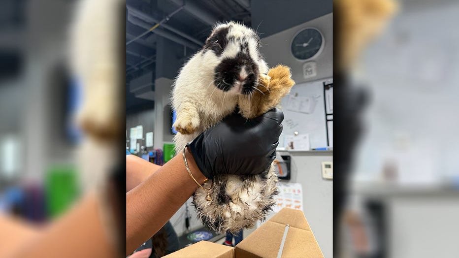Abandoned rabbits: 22 rescued from Plant City park | FOX 13 Tampa Bay