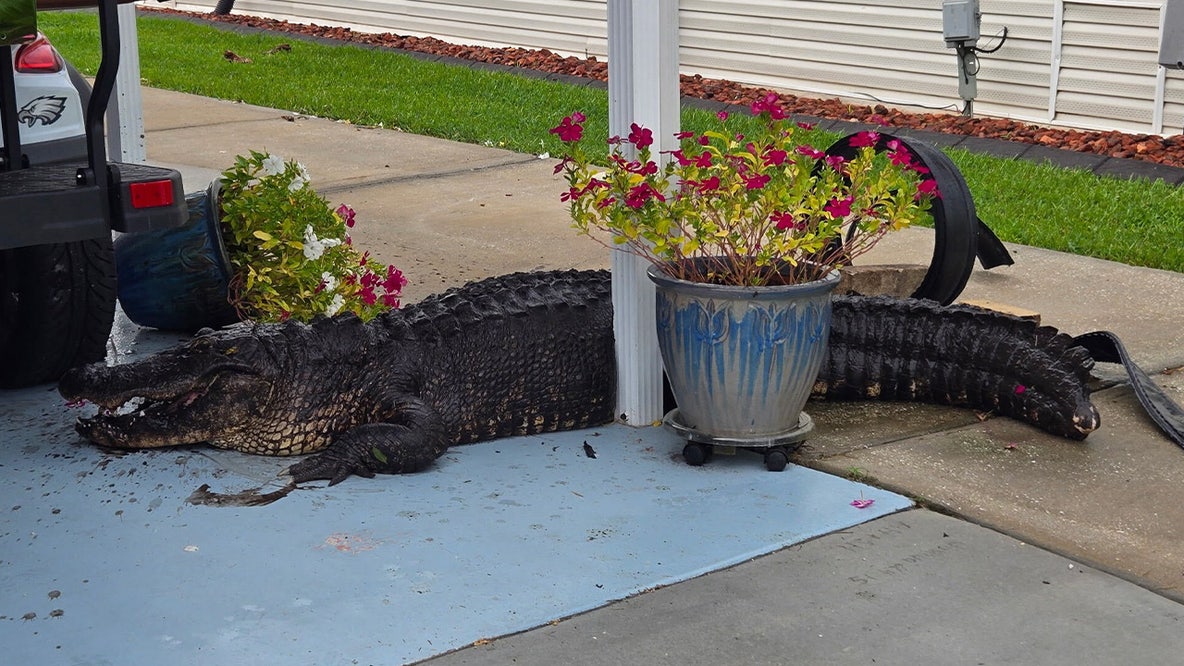 8-foot alligator found parked in Manatee County driveway