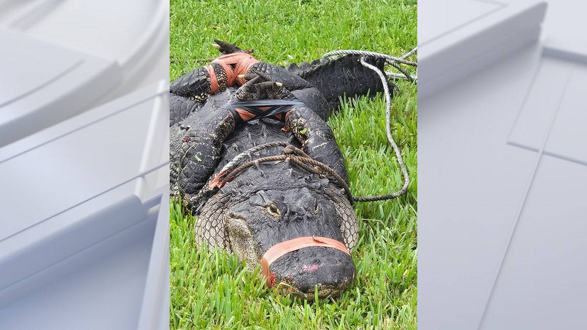 'Welcome to Florida’: 8-foot alligator greets Philadelphia couple that recently moved to Florida
