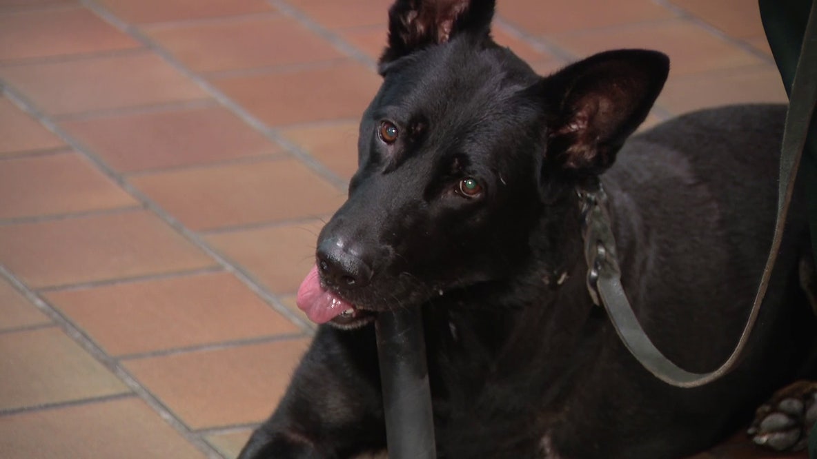 Polk County K9 Ace honored at Bartow City Hall after being shot in line of duty