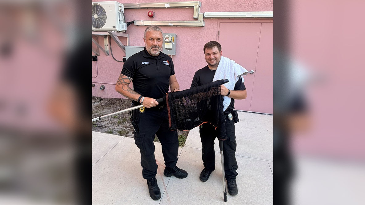 Kitten rescued after surviving 55-foot fall from I-275 overpass in St. Pete: FHP