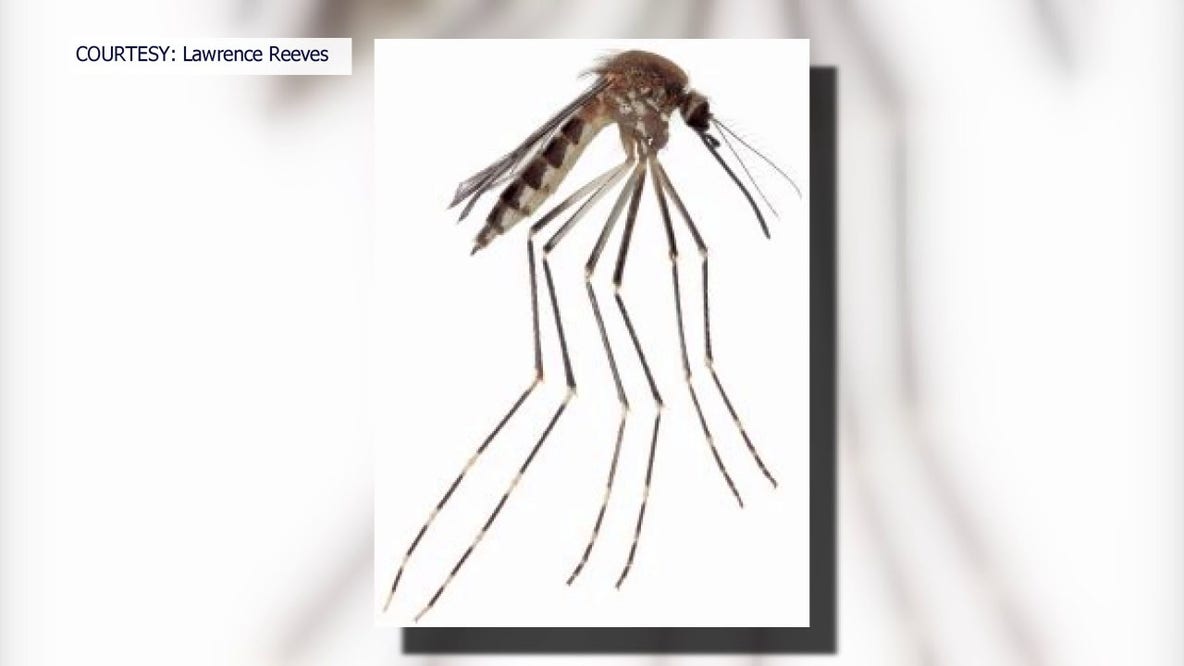Mosquito species previously found only in Mexico discovered in U.S.