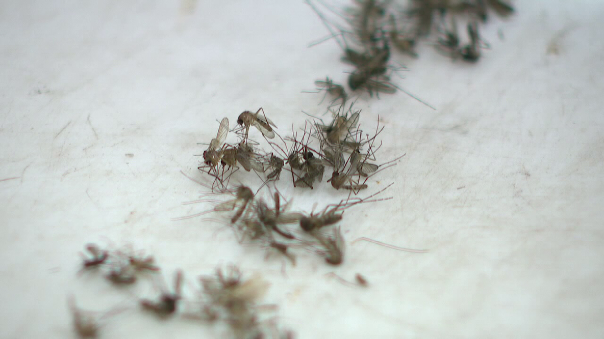 Bay Area dengue cases rise to 33 as mosquito spraying ramps up