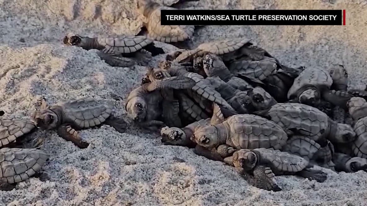 FWC urges beachgoers to protect sea turtle hatchlings after dozens of rescues