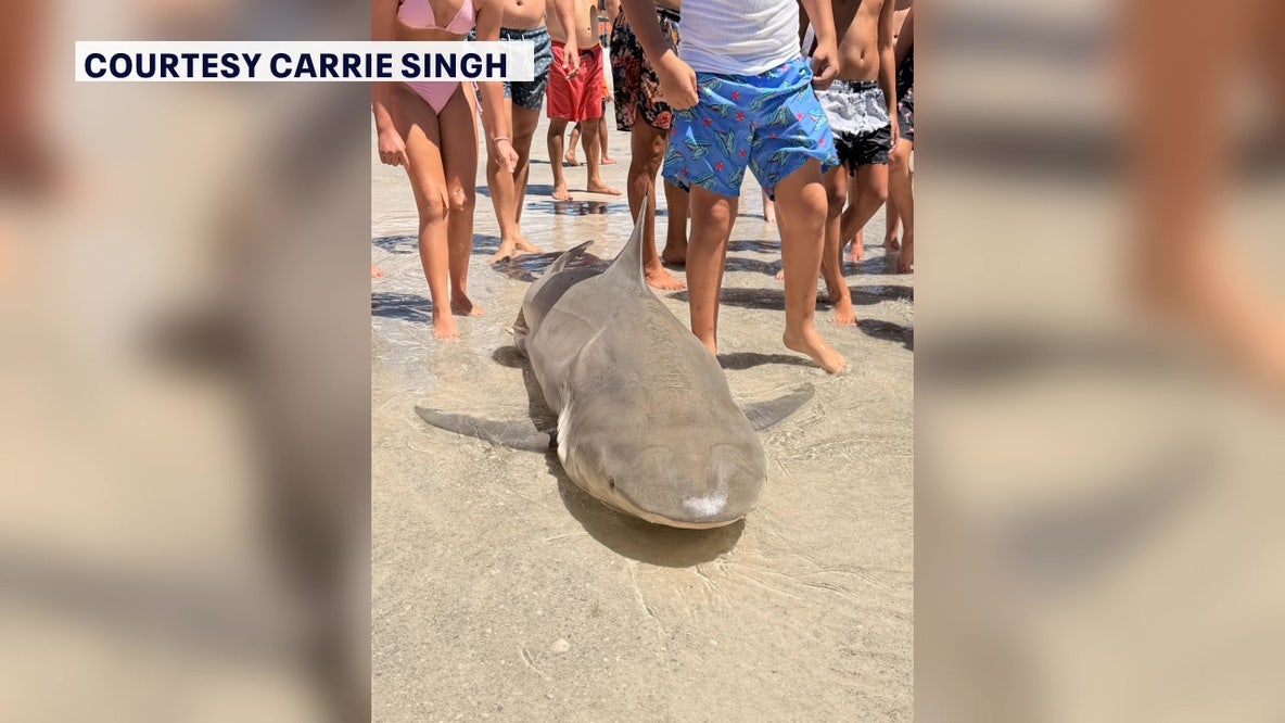 Beachgoers say man cut up sharks, left remains on Redington Beach two weeks in a row