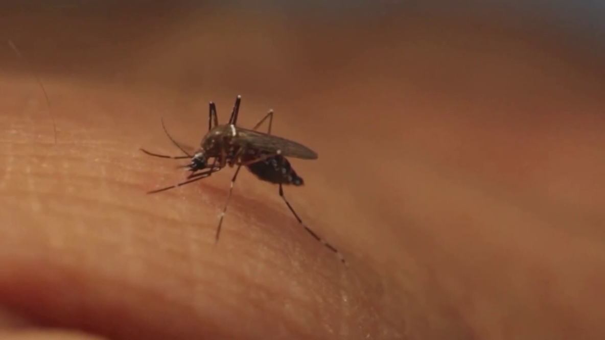 USF researchers use AI and satellite technology to target mosquito breeding grounds amid dengue outbreak