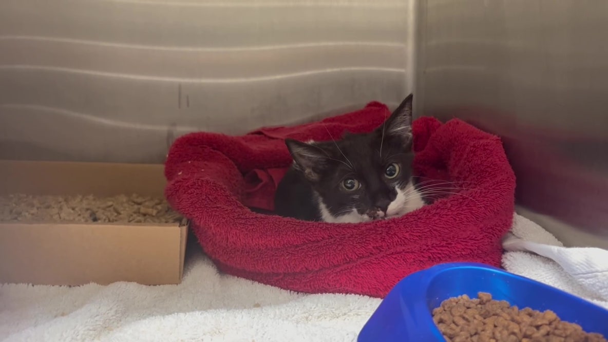 Kitten named Bungee recovering after nearly 55-foot fall from St. Petersburg overpass