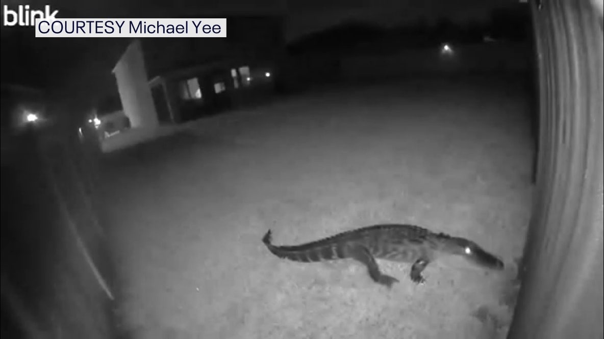 Security camera alerts homeowners to 8-foot alligator in Parrish: 'It was pretty fun'