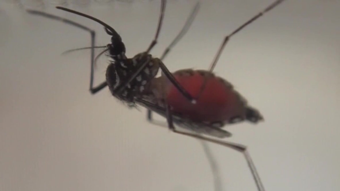 Pasco County declares local state of emergency as dengue fever cases rise