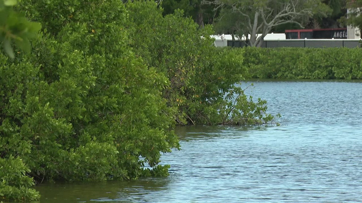 Stevenson Creek dead manatee: Cause of death undetermined after sewage spill