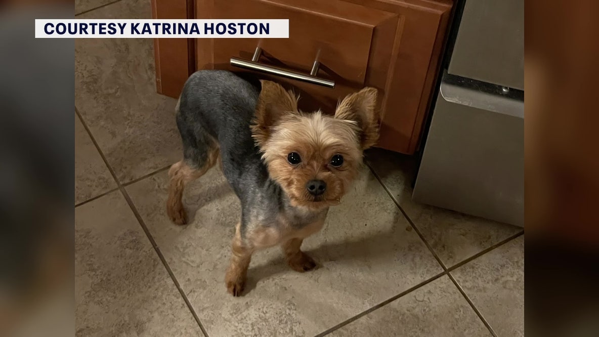 Largo woman fights coyote in front yard to save 3-pound yorkie