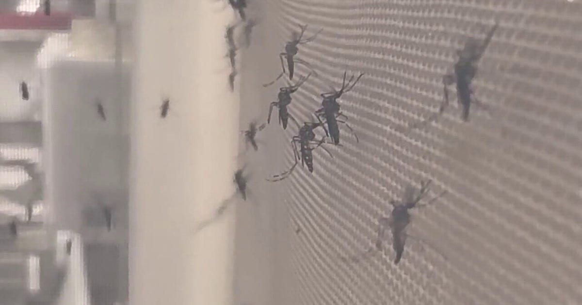 Dengue fever-related death reported in Hillsborough as mosquito treatments continue