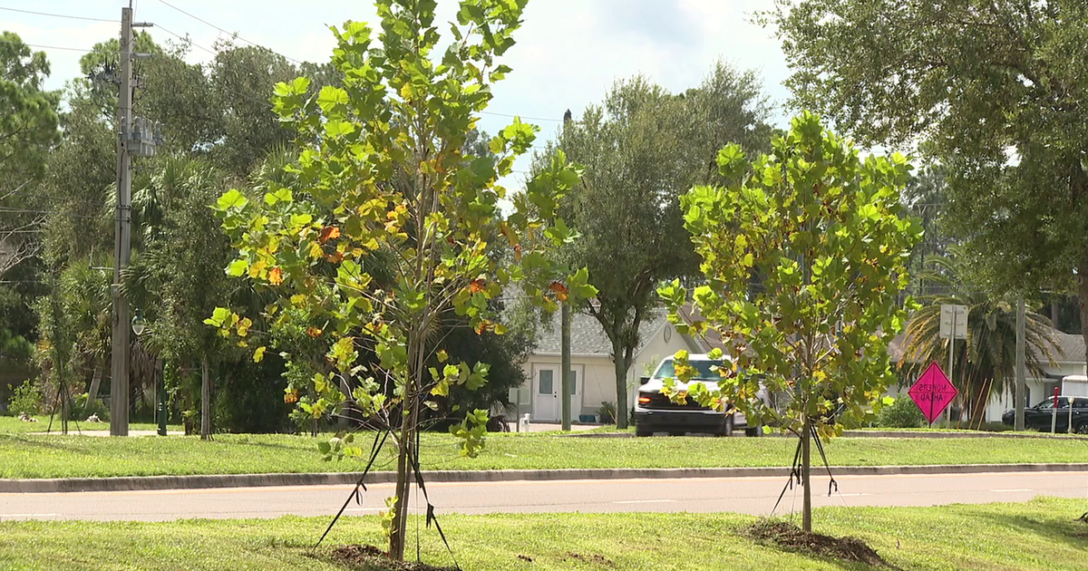 North Port restores Sumter Boulevard tree canopy lost during Hurricane Ian