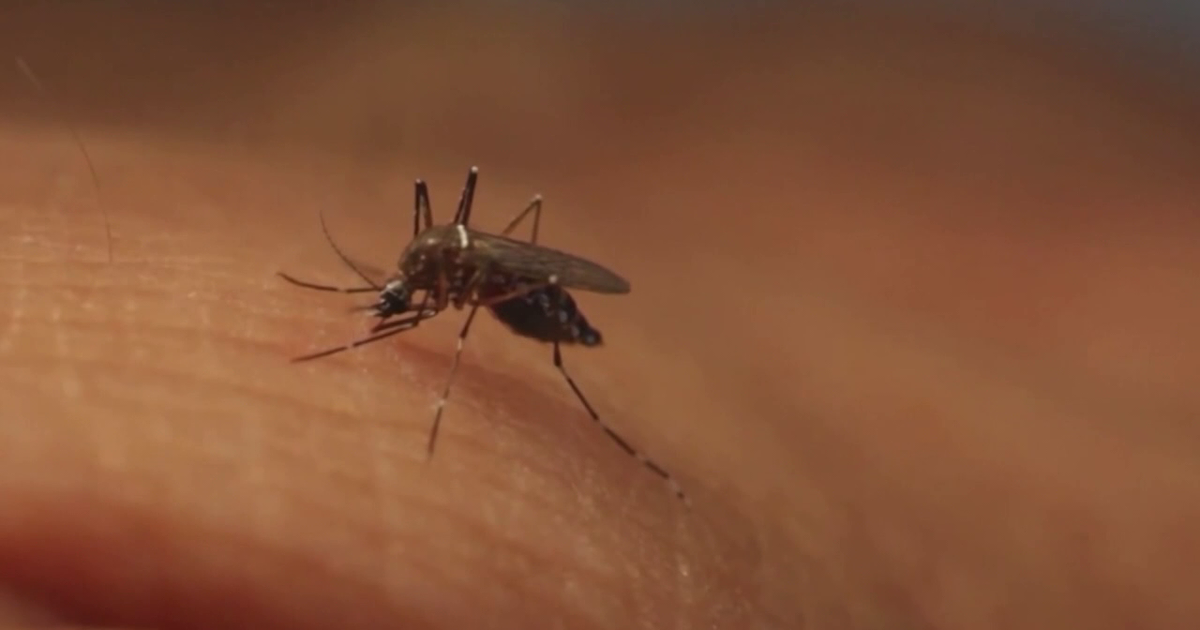 USF researchers use AI and satellite technology to target mosquito breeding grounds amid dengue outbreak