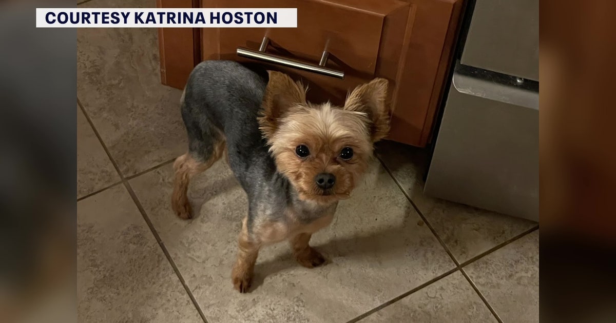 Largo woman fights coyote in front yard to save 3-pound yorkie