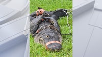 'Welcome to Florida’: 8-foot alligator greets Philadelphia couple that recently moved to Florida