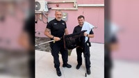 Kitten rescued after surviving 55-foot fall from I-275 overpass in St. Pete: FHP