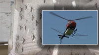 Hillsborough dengue outbreak: Lee County sends mosquito-spraying helicopters