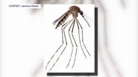 Mosquito species previously found only in Mexico discovered in U.S.