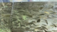 Clearwater releases thousands of mosquitofish to help fight dengue fever
