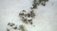 Bay Area dengue cases rise to 33 as mosquito spraying ramps up