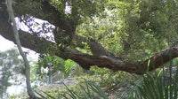 Man hospitalized after tree falls on him while working on roof in Clearwater