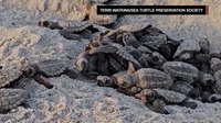 FWC urges beachgoers to protect sea turtle hatchlings after dozens of rescues