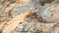 Indian Rocks Beach bans smoking and vaping on the sand