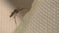 Florida dengue outbreak: Health officials investigate possible dengue-related death in Tampa