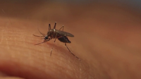USF researchers use AI and satellite technology to target mosquito breeding grounds amid dengue outbreak
