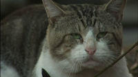 Hillsborough County cat tests positive for rabies, area of Gibsonton under 60-day rabies alert