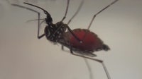 Multiple Tampa Bay area counties declare local states of emergency as dengue fever cases rise