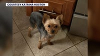 Largo woman fights coyote in front yard to save 3-pound yorkie