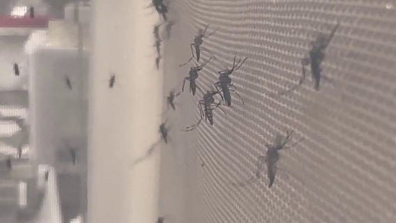Dengue fever-related death reported in Hillsborough as mosquito treatments continue