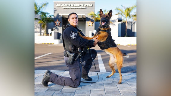 Florida K9 dies while helping deputies with an apprehension: LCSO