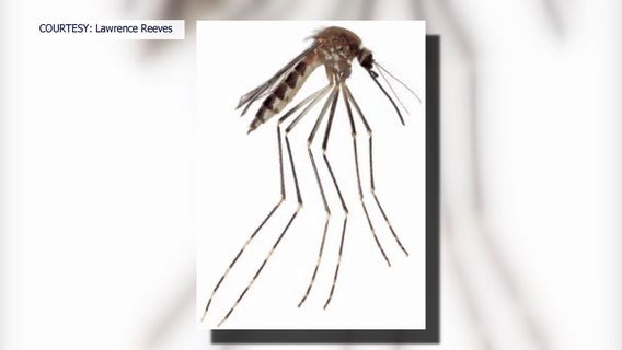 Mosquito species previously found only in Mexico discovered in U.S.