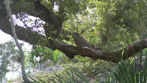 Man hospitalized after tree falls on him while working on roof in Clearwater