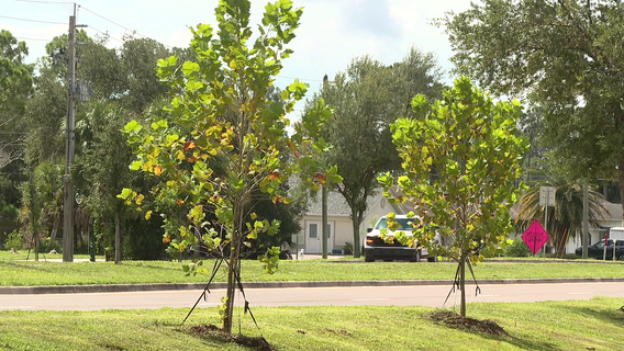 North Port restores Sumter Boulevard tree canopy lost during Hurricane Ian