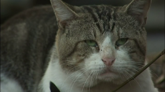 Hillsborough County cat tests positive for rabies, area of Gibsonton under 60-day rabies alert