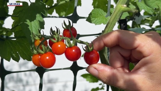 University of Florida student finds backyard gardeners willingly pay more for local food