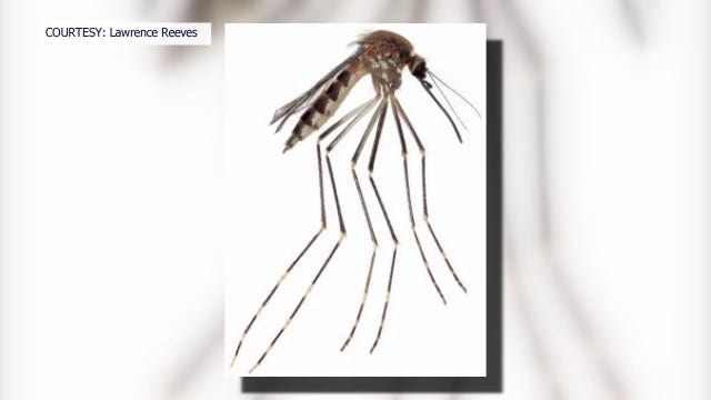 Mosquito species previously found only in Mexico discovered in U.S.