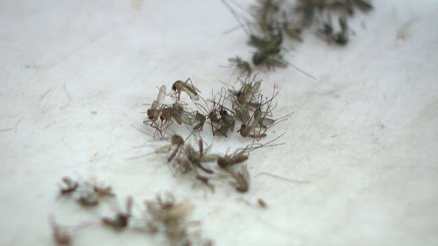 Bay Area dengue cases rise to 33 as mosquito spraying ramps up