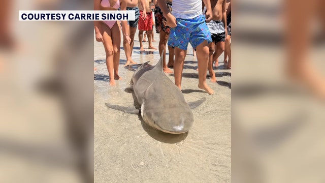 Beachgoers say man cut up sharks, left remains on Redington Shores beach two weeks in a row